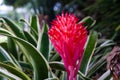 Red pineapple flower