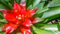 Red pineapple flower Royalty Free Stock Photo