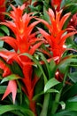 Red pineapple flower Royalty Free Stock Photo