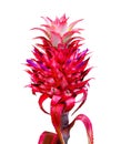 Red pineapple isolated Royalty Free Stock Photo