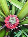 Red pineapple in Sri Lankan Royalty Free Stock Photo