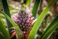 Red Pineapple tropical fruit growing in a nature. Pineapples plantation farm. Royalty Free Stock Photo