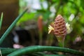 Red Pinecone Ginger or Shampoo Ginger. A lone Zingiber zerumbet or Shampoo Ginger. Wild ginger shampoo flower. Royalty Free Stock Photo