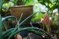 Red Pinecone Ginger or Shampoo Ginger. A lone Zingiber zerumbet or Shampoo Ginger. Wild ginger shampoo flower. Royalty Free Stock Photo