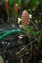 Red Pinecone Ginger or Shampoo Ginger. A lone Zingiber zerumbet or Shampoo Ginger. Wild ginger shampoo flower. Royalty Free Stock Photo