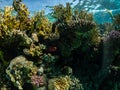 Red Pinecone Soldierfish or Myripristis murdjan in reef coral of Red Sea Royalty Free Stock Photo