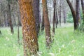 Red pines in Galicia Spain