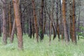 Red pines in Galicia Spain