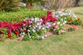 Red, Pinj and White petunias on the green grass