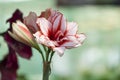 Red Pink Amarylis flower Royalty Free Stock Photo