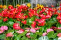 Red and pink anthuriums on a garden market counter Royalty Free Stock Photo