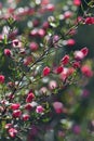 Red and pink back lit flower buds of Australian native Boronia ledifolia, family Rutaceae Royalty Free Stock Photo