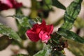 Red pink balsam flower petals closeup, blooming under daylight.