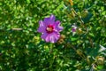 Red or pink beautiful Hibiscus syriacus flower or Chinese rose in the garden on green background Royalty Free Stock Photo