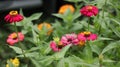 Red-Pink beautiful zinnia flower with natural green bokeh leaves flowers bouquet background in the morning spring time. Royalty Free Stock Photo