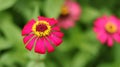 Red-Pink beautiful zinnia flower with natural green bokeh leaves flowers bouquet background in the morning spring time. Royalty Free Stock Photo