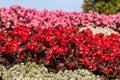 Red and pink begonias flowerbed