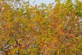 Red pink big bird colony on the tree. Southern carmine bee-eater, Merops nubicoides, a lot of birds in the nature habitat, Zambezi Royalty Free Stock Photo