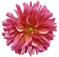 Red-pink big flower, yellow center on a white background isolated with clipping path. Closeup. big shaggy flower. for design. Royalty Free Stock Photo