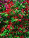 Red Pink blooming bougainvilleas Royalty Free Stock Photo