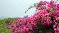 red pink Bougainvillea spectabilis Royalty Free Stock Photo