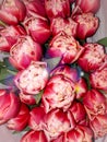 Red pink bouquet flowers bud tulip spring