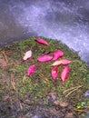 Red pink broken branch leaves in streem. Fallen leaves on boulder