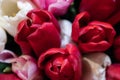 Red and pink buds of tulip flowers