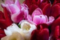 Red and pink buds of tulip flowers