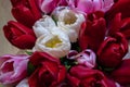 Red and pink buds of tulip flowers