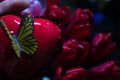 Red and pink buds of tulip flowers