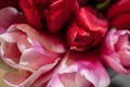 Red and pink buds of tulip flowers