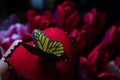 Red and pink buds of tulip flowers