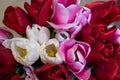 Red and pink buds of tulip flowers