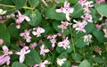 Red pink bush in garden. Many rose flowers and green leaves, flower power wall background.