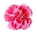 Red pink carnation flower isolated on white background. Close-up. Element of design Royalty Free Stock Photo