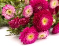 Red and pink chinese aster, Callistephus chinensis, isolated