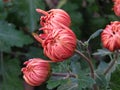 Vibrant red-pink chrysanthemum blooming buds and green leaves. Beautiful autumn garden flower. Royalty Free Stock Photo