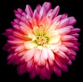 Red and pink  chrysanthemum.  Flower on black isolated background with clipping path.  For design.  Closeup. Royalty Free Stock Photo