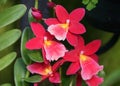 Red and pink color of Intergeneric Oncidium hybrid orchids Royalty Free Stock Photo
