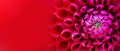 Red and pink dahlia flower macro photo background. Picture in colour emphasizing the light pink and dark red colours. Royalty Free Stock Photo