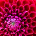 Red and pink dahlia flower macro photo. Picture in colour emphasizing the light pink and dark red colours Royalty Free Stock Photo