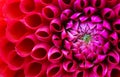 Red and pink dahlia flower macro photo. Picture in colour emphasizing the light pink and dark red colours