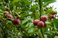 Red pink exotic fruits of Cocoplum Royalty Free Stock Photo