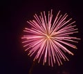 Red pink fireworks bright burst of color fill the sky Royalty Free Stock Photo