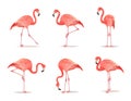 Red and pink flamingo set, vector illustration. Cool exotic bird in different poses decorative design elements Royalty Free Stock Photo