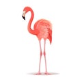 Red and pink flamingo vector illustration. Cool exotic bird standing, decorative design elements collection. Flamingo
