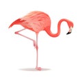 Red and pink flamingo vector illustration. Cool exotic bird standing, decorative design elements collection. Flamingo