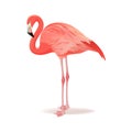 Red and pink flamingo vector illustration. Cool exotic bird standing, decorative design elements collection. Flamingo