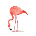 Red and pink flamingo vector illustration. Cool exotic bird standing, decorative design elements collection. Flamingo